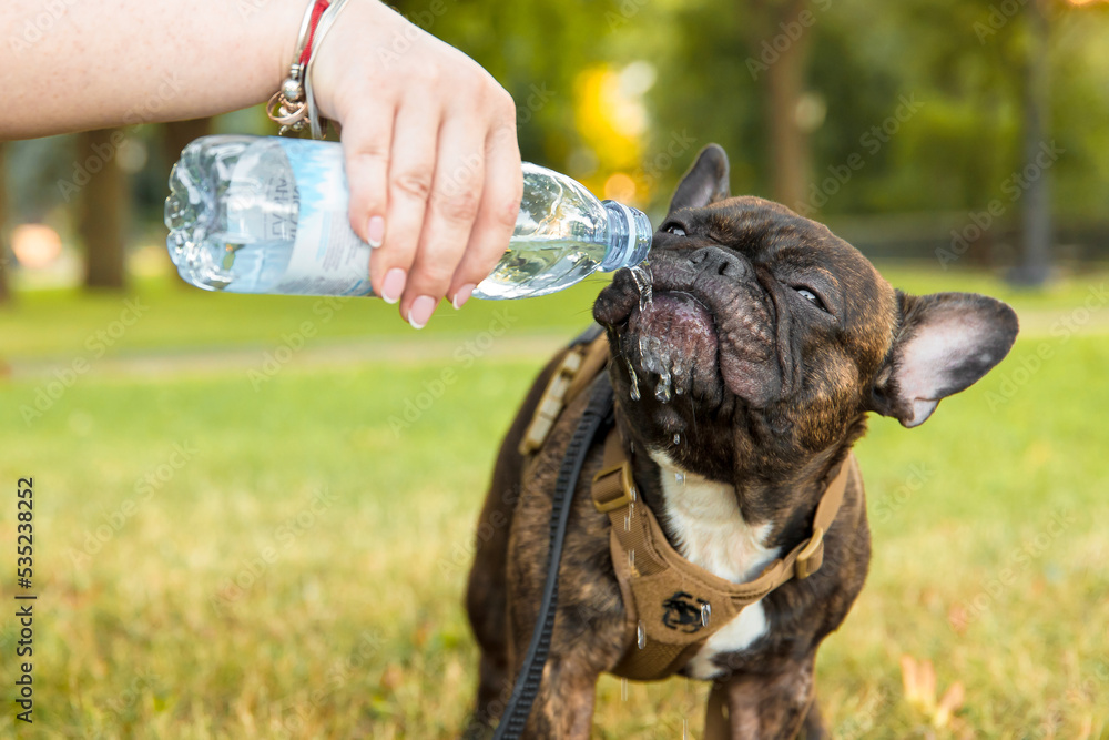 French Bulldog drinking water from bottle. Dog hydrating. Water balance
