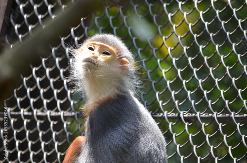 ボウシテナガザル