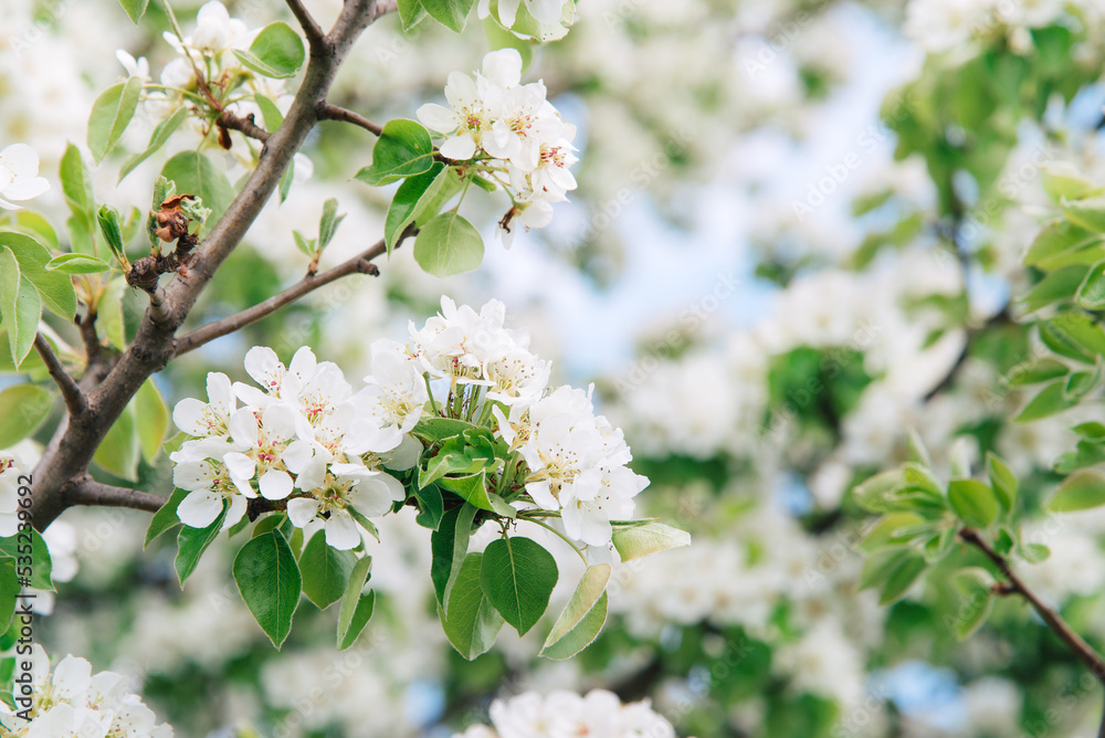 spring tree, blossom apple trees on a beautiful background spring tree, blossom apple trees on a beautiful background