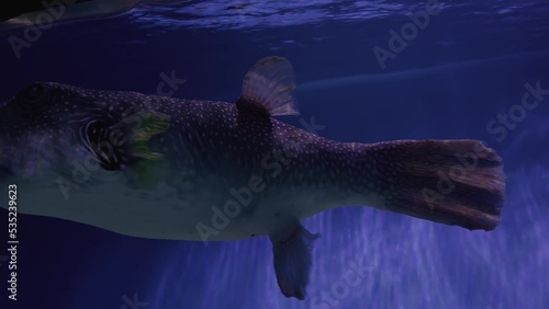 Exotic fish: poisen fugu fish in aquarium