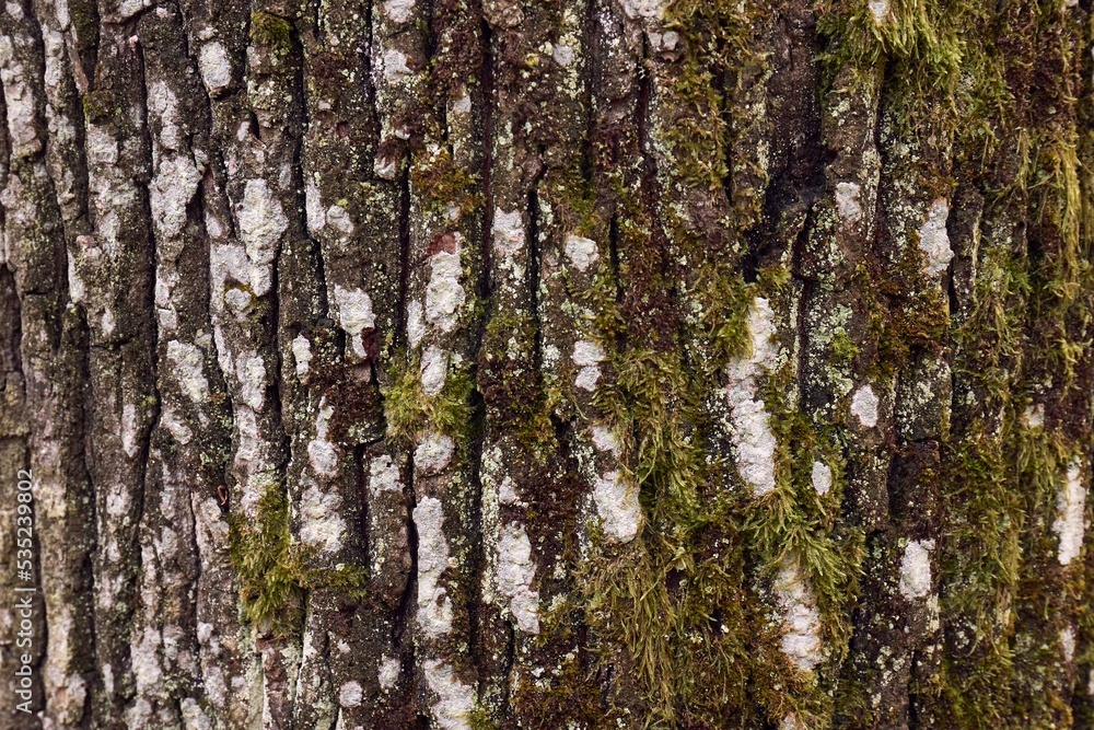 Obraz premium Tree trunk in a forest