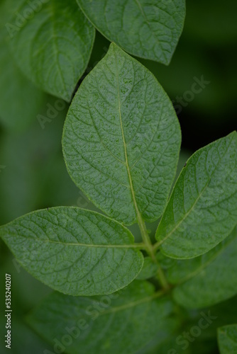 potato bushes, green young leaves potato close-up, leaf veins, stems of a nightshade plant, against the background of black soil, background, organic vegetable garden