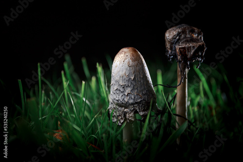 The shaggy ink cap of dung mushroom. White coprinus comatus. Dark background. Beauty in nature. Natural art wallpaper. Poisonous pair in green grass. Food ingredient. Night time. Flash backlight