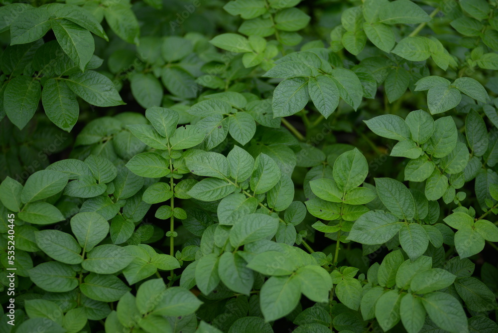 potato bushes, green young leaves potato close-up, leaf veins, stems of a nightshade plant, against the background of black soil, background, organic vegetable garden potato bushes, green young leaves potato close-up, leaf veins, stems of a nightshade plant, against the background of black soil, background, organic vegetable garden