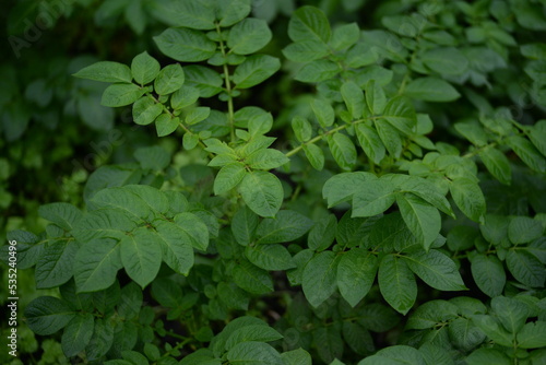 potato bushes, green young leaves potato close-up, leaf veins, stems of a nightshade plant, against the background of black soil, background, organic vegetable garden