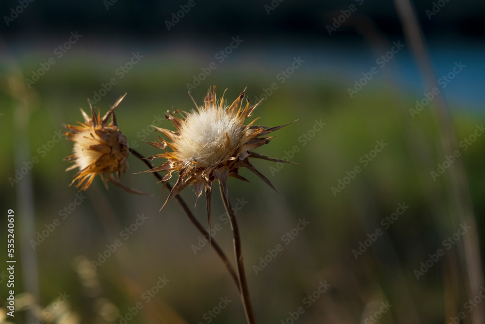 dry centaurea solstitialis. Selective Focus dry flower dry centaurea solstitialis. Selective Focus dry flower