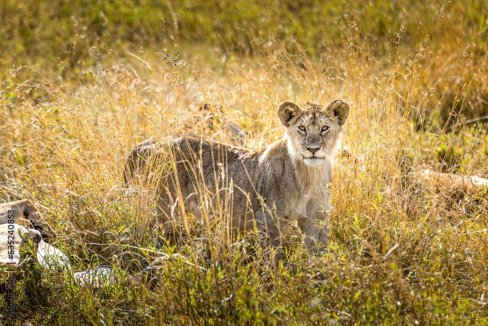Obraz premium Beautiful lion girl in the savannah of the Serengeti, Tanzania