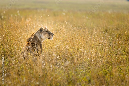 Lion sitting in the grass of the Serengeti, Tanzania