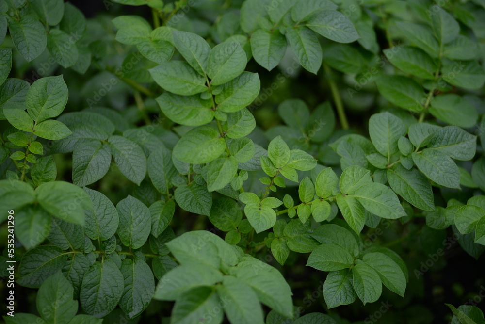 potato bushes, green young leaves potato close-up, leaf veins, stems of a nightshade plant, against the background of black soil, background, organic vegetable garden potato bushes, green young leaves potato close-up, leaf veins, stems of a nightshade plant, against the background of black soil, background, organic vegetable garden