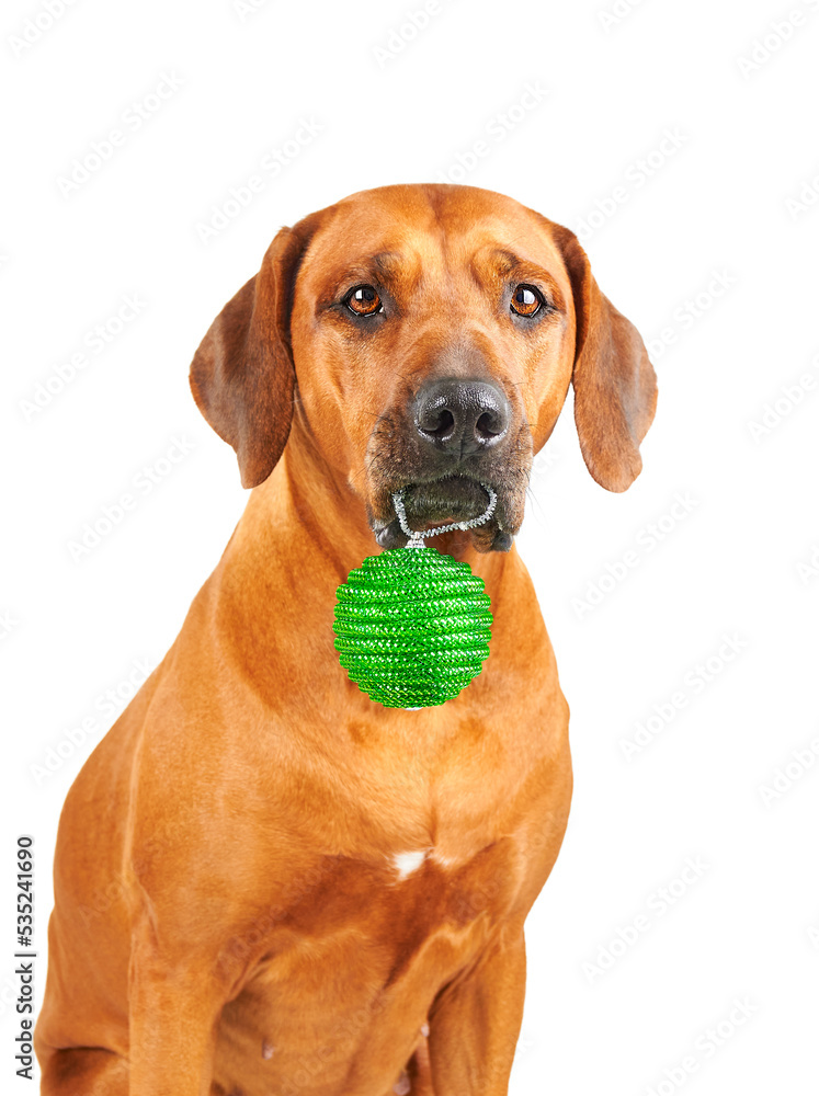 Big brown dog holding green Christmas decoration ball in mouth isolated on white background Christmas dog