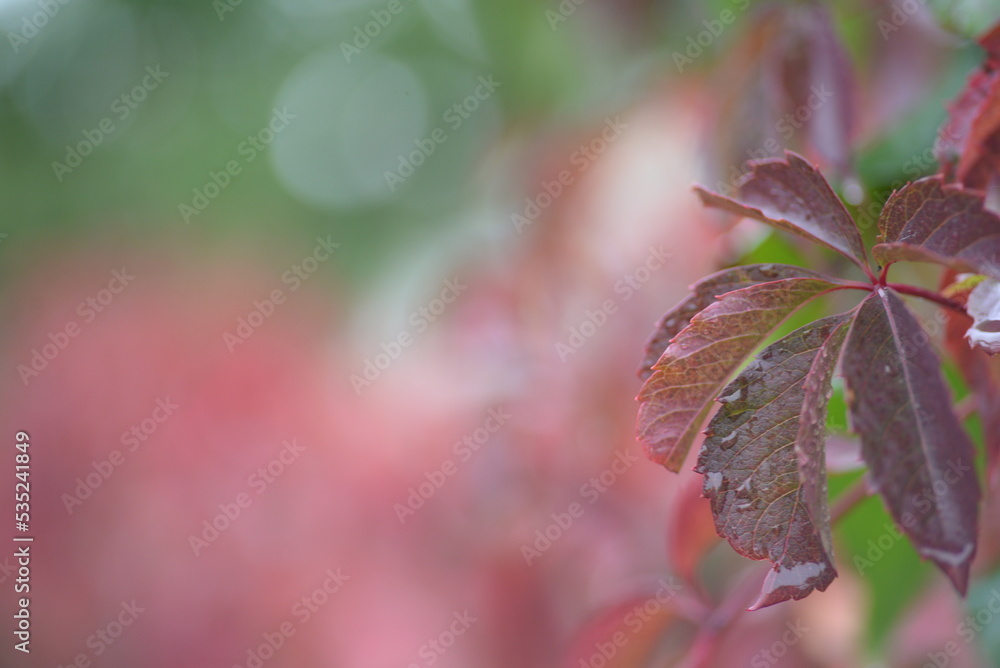 bright burgundy leaf texture, red vine leaves, close-up, background of autumn flowers branches, part of a tree, sweet cherry, air purification, photosynthesis, green branches background, red scarlet bright burgundy leaf texture, red vine leaves, close-up, background of autumn flowers branches, part of a tree, sweet cherry, air purification, photosynthesis, green branches background, red scarlet