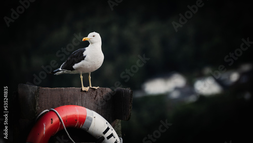 Seagull standing #535241835