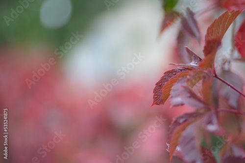 bright burgundy leaf texture, red vine leaves, close-up, background of autumn flowers branches, part of a tree, sweet cherry, air purification, photosynthesis, green branches background, red scarlet