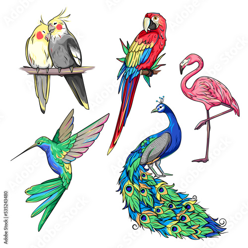 Exotic tropical birds, corella, colibri, hummingbird, flamingo, peacock and ara, macaw parrot