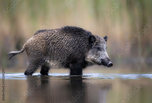 Foto Wild boar close up ( Sus scrofa )