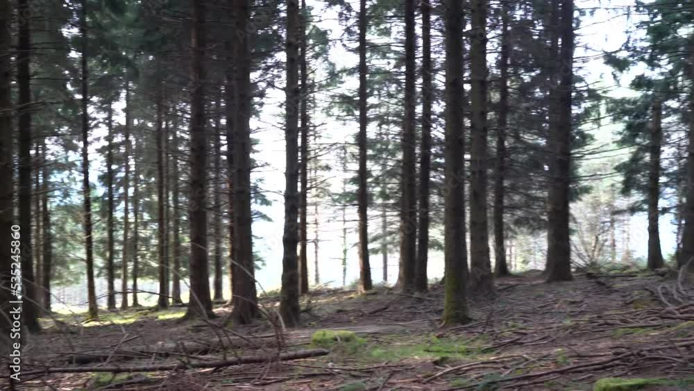 camera moving forward through the trees in a lush forest camera moving forward through the trees in a lush forest