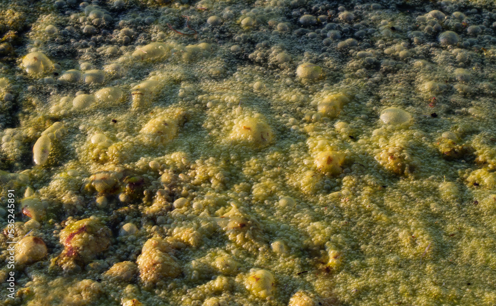 Dense layer of green algae on a pond Dense layer of green algae on a pond