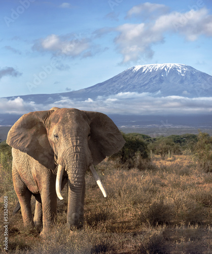 Elephant Grazes in front of Mount Kilimanjaro