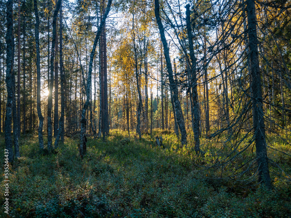 Autumn forest illuminated by the setting sun in the Republic of Karelia, Northwest Russia