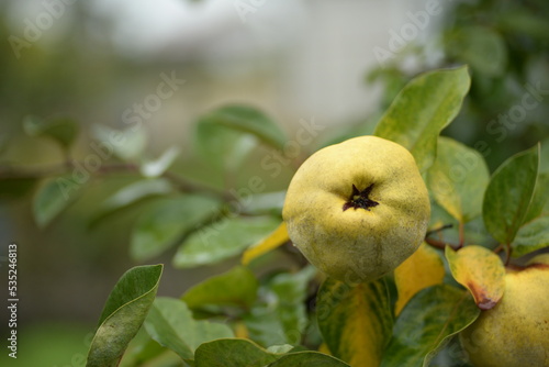 ripe yellow fruits of quince on a branch of a tree leaves of green color, yellow shaggy apples of common quince on a tree in autumn close-up, part of a tree with fruits in the garden, autumn harvest 