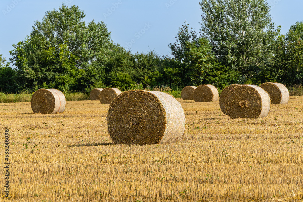 Round bales of straw in endless field after harvesting wheat. Blurred background. Selective focus. Close-up. Straw bales lie in disarray under the sun in field. Nature concept for design.