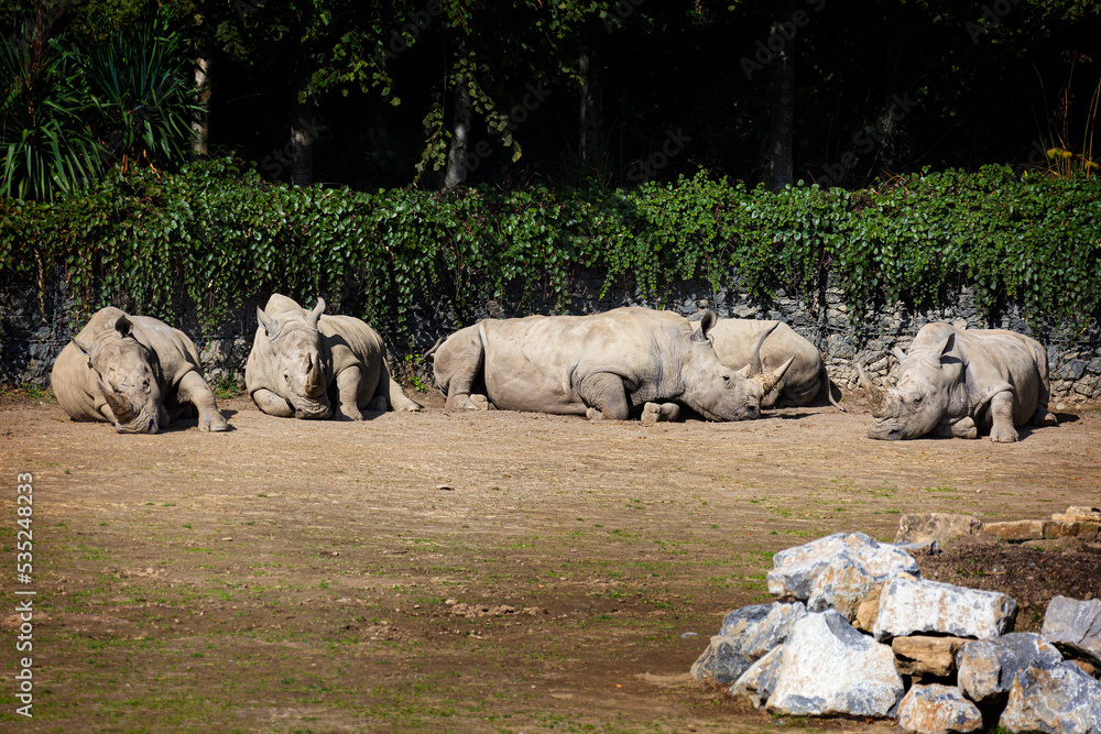 Fototapeta premium Rhinoceros
