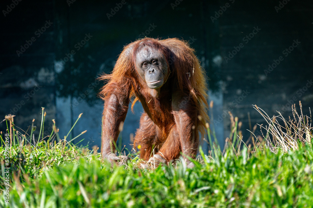 Obraz premium Orangutang