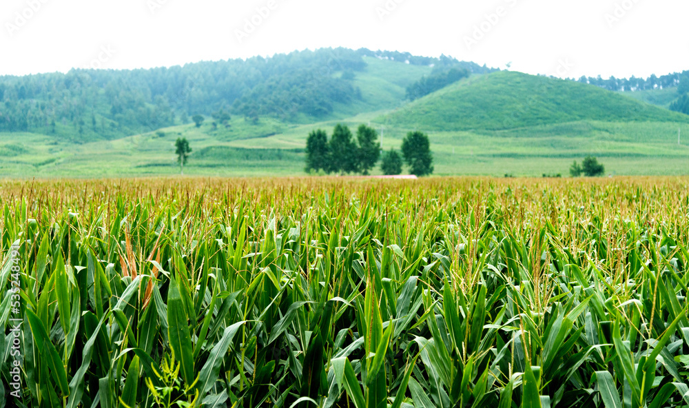 Landscape view of a corn field Landscape view of a corn field