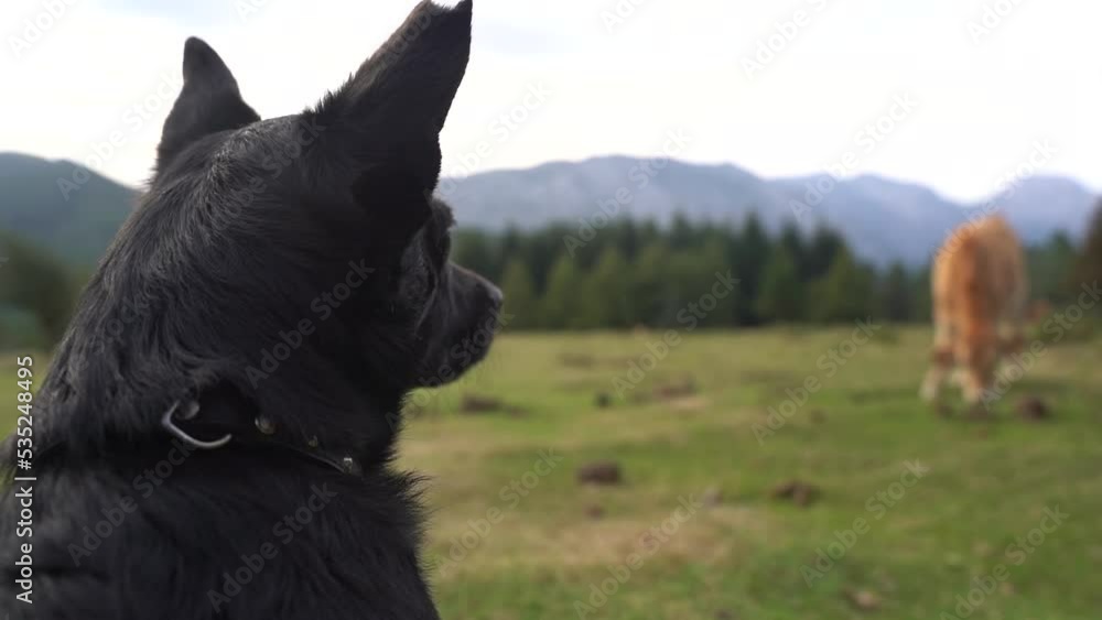 close up of a little black dog in the countryside at sunset close up of a little black dog in the countryside at sunset