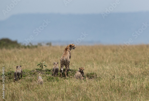 Cheetah observing the surrounding along with cubs at Masai Mara, Kenya