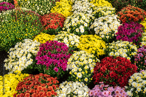 many flowering chrysanthemums in the garden market © Semiglass