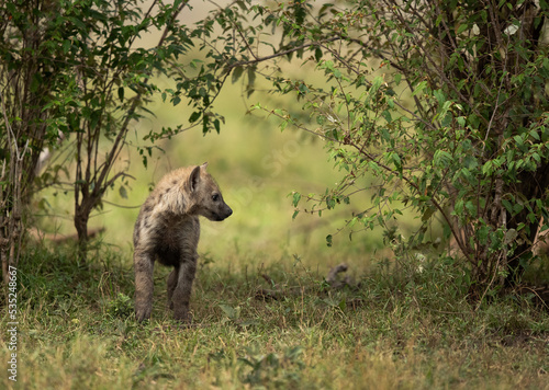A subadult Hyena in the bushes of Masai Mara, Kenya Fototapet