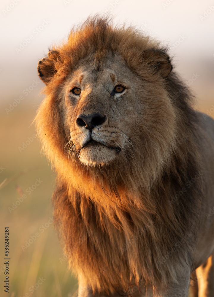 Portrait of a Lion at Masai Mara, Kenya