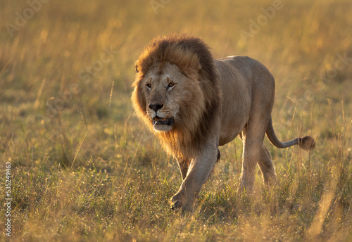 A royal walk of a Lion during morning hours in Savanah, Masai Mara, Kenya