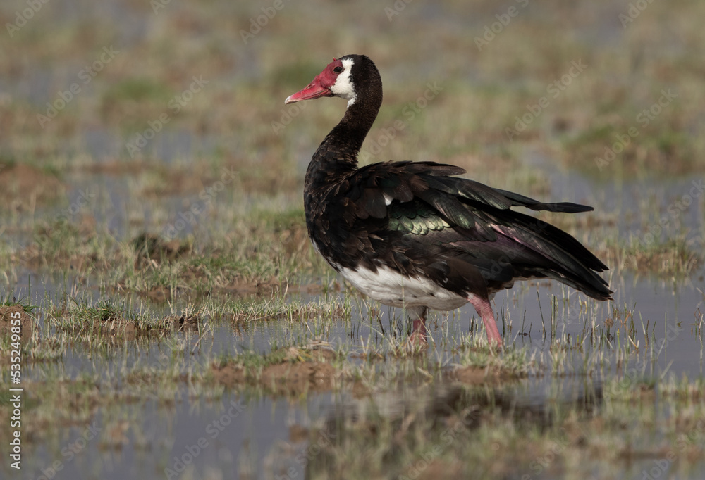 A portrait of Spur-winged goose at Amboseli national park, Kenya