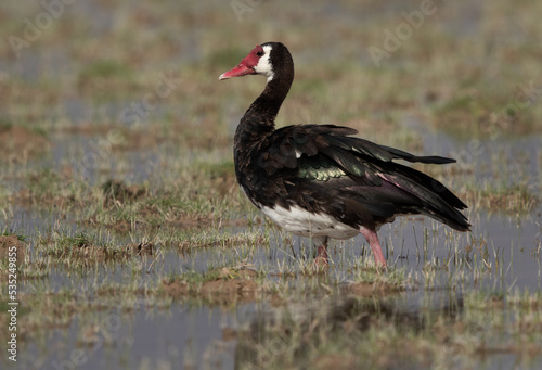 A portrait of Spur-winged goose at Amboseli national park, Kenya photo