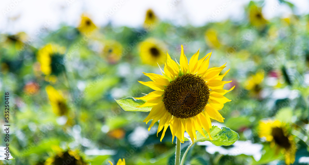 Fototapeta premium Close up of sunflower on a field