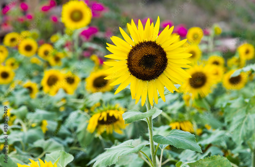 Yellow sunflowers in the field Yellow sunflowers in the field