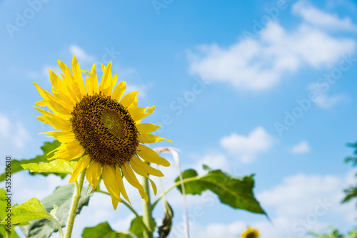 Single sunflower on sky background