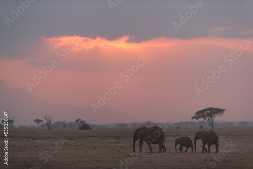 African elephants with beautiful hue during sunset at Amboseli  Kenya