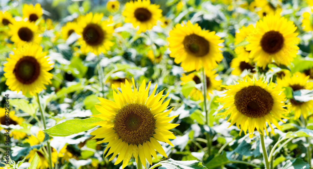 Field of blooming sunflowers for background