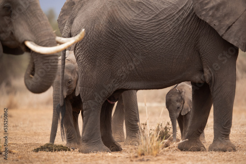 Selective focus on juvenile elephant at Ambosli national park  Kenya