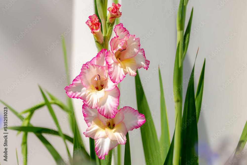 Selective focus of pastel white pink flower in the garden with green leaves, Gladiolus (Sword lily) is a genus of perennial cormous flowering plants in the iris family, Nature floral background. Selective focus of pastel white pink flower in the garden with green leaves, Gladiolus (Sword lily) is a genus of perennial cormous flowering plants in the iris family, Nature floral background.