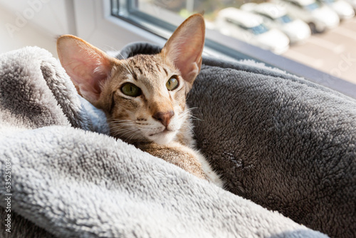 Foto Cute oriental shorthair tabby kitten sleeping near the window.