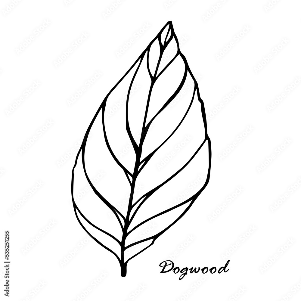 hand drawn Dogwood leaf in line style hand drawn Dogwood leaf in line style
