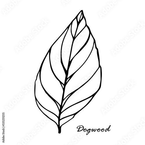 hand drawn Dogwood leaf in line style