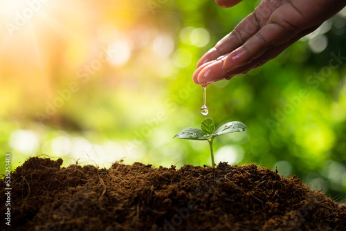 Earth day concept. Drop water on hand for growing tree. Protect the environment. Renewable energy for future. Global warming concept. Sustainable resources.