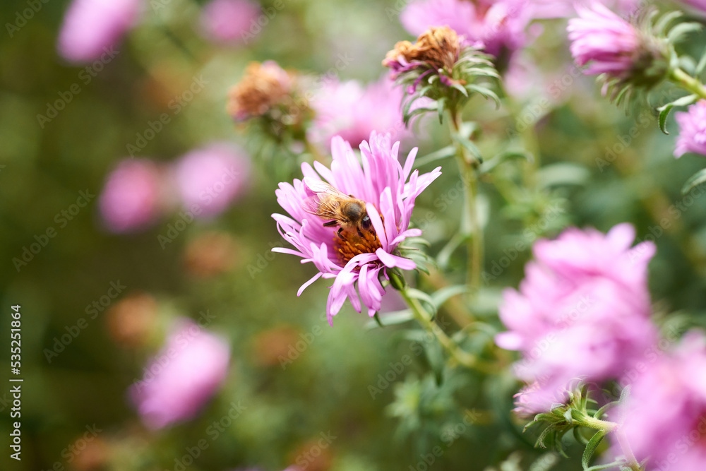 Honeybees collecting nectar on violet flower Honeybees collecting nectar on violet flower