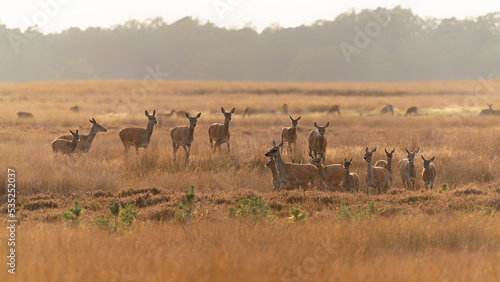 Fototapeta Naklejka Na Ścianę i Meble -  A group of Red deer (Cervus elaphus) in rutting season on the fields of National Park Hoge Veluwe in the Netherlands. Forest in the background. At sunset.                                              