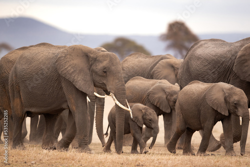 A herd of elephants moving in Ambosli national park  Kenya